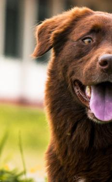 Dakota Walker