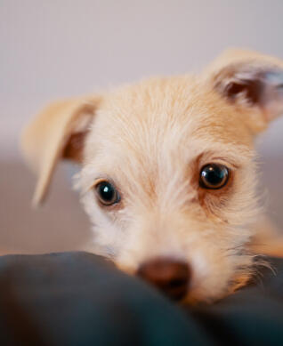 Oakley Brown