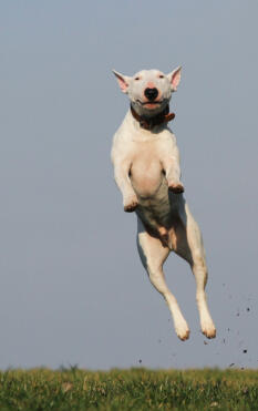 River Adams